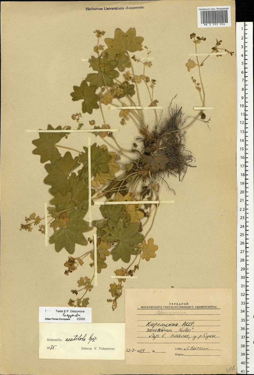 Alchemilla vulgaris L., Eastern Europe, Northern region (E1) (Russia)
