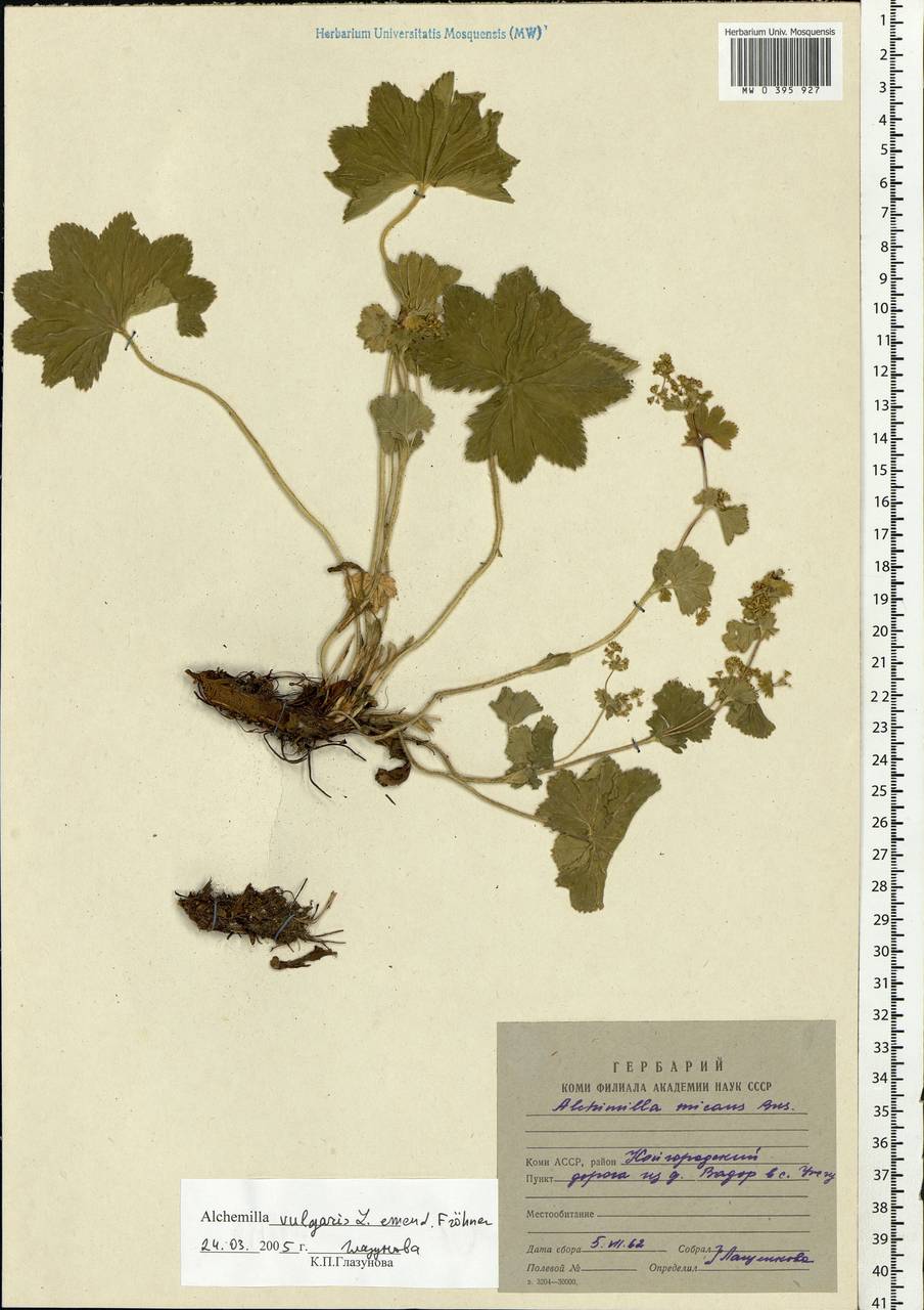 Alchemilla vulgaris L., Eastern Europe, Northern region (E1) (Russia)