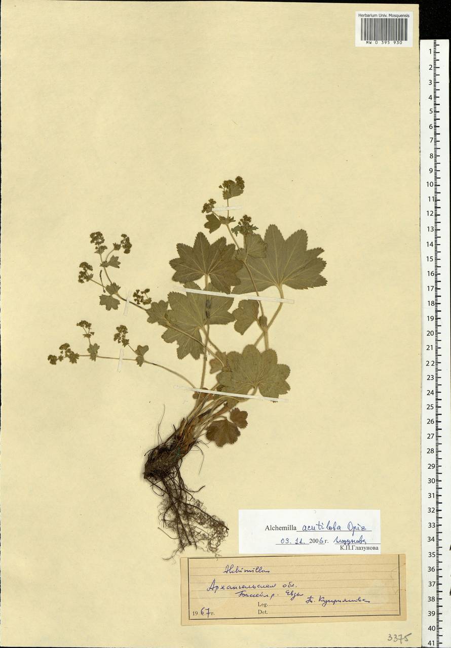 Alchemilla vulgaris L., Eastern Europe, Northern region (E1) (Russia)