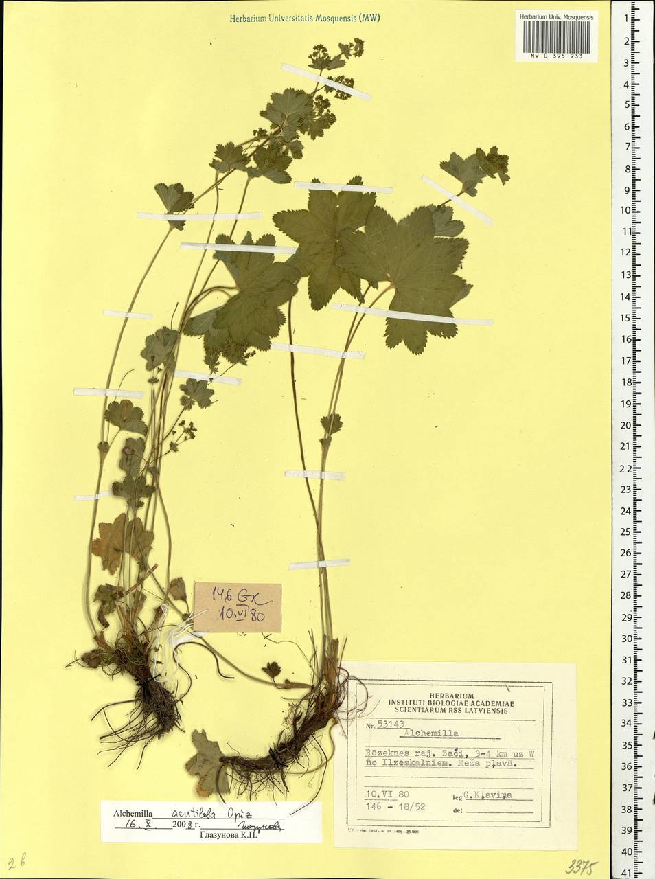 Alchemilla vulgaris L., Eastern Europe, Latvia (E2b) (Latvia)