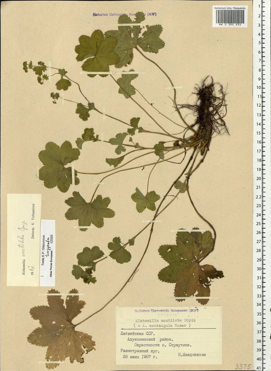Alchemilla vulgaris L., Eastern Europe, Latvia (E2b) (Latvia)