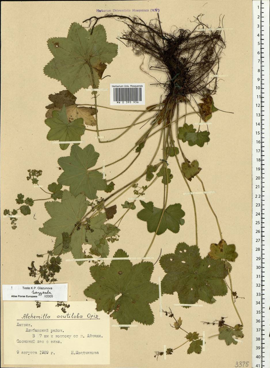 Alchemilla vulgaris L., Eastern Europe, Latvia (E2b) (Latvia)