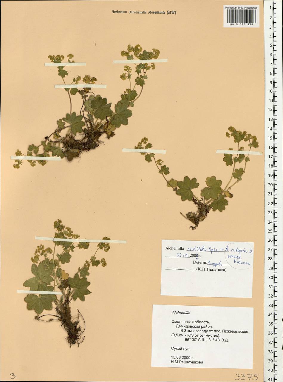 Alchemilla vulgaris L., Eastern Europe, Western region (E3) (Russia)