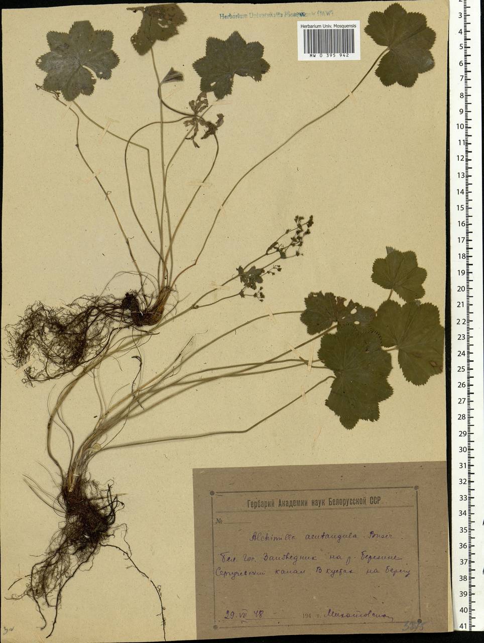Alchemilla vulgaris L., Eastern Europe, Belarus (E3a) (Belarus)