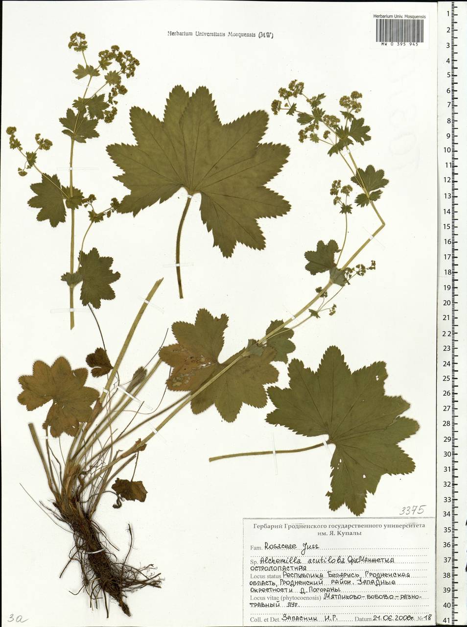 Alchemilla vulgaris L., Eastern Europe, Belarus (E3a) (Belarus)