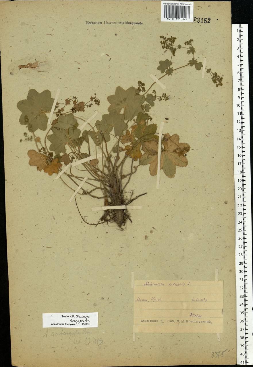 Alchemilla vulgaris L., Eastern Europe, Belarus (E3a) (Belarus)