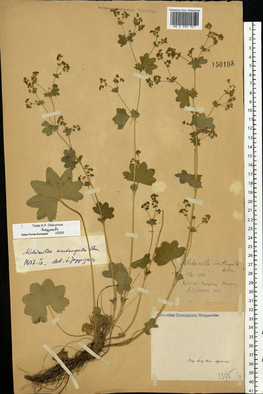 Alchemilla vulgaris L., Eastern Europe, Central region (E4) (Russia)