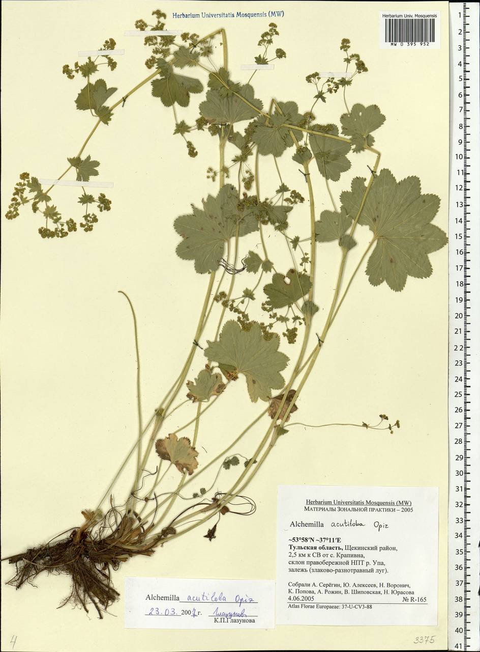 Alchemilla vulgaris L., Eastern Europe, Central region (E4) (Russia)