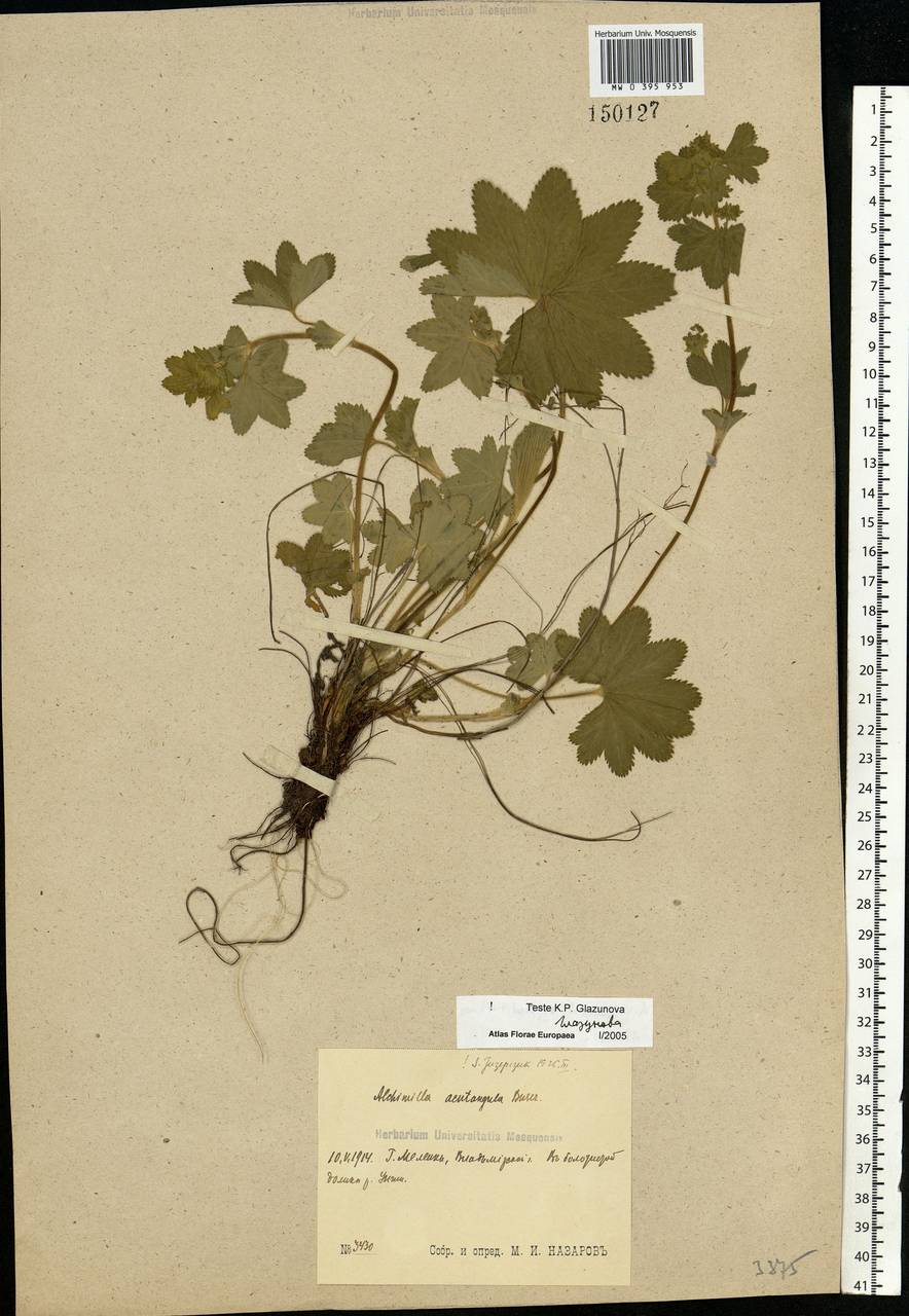 Alchemilla vulgaris L., Eastern Europe, Central region (E4) (Russia)