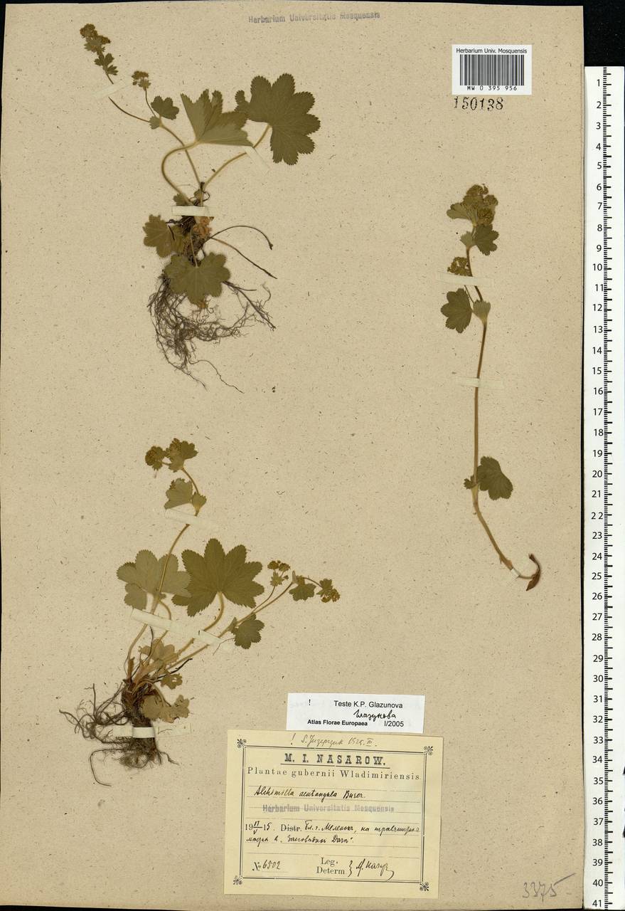 Alchemilla vulgaris L., Eastern Europe, Central region (E4) (Russia)