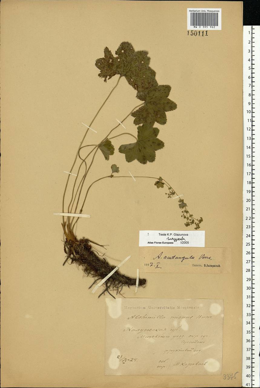 Alchemilla vulgaris L., Eastern Europe, Central region (E4) (Russia)