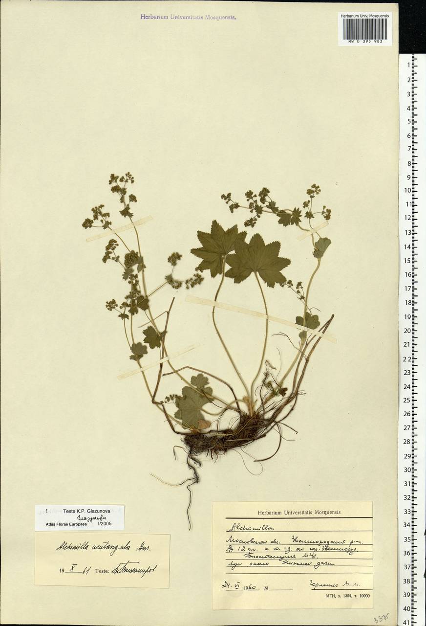 Alchemilla vulgaris L., Eastern Europe, Moscow region (E4a) (Russia)