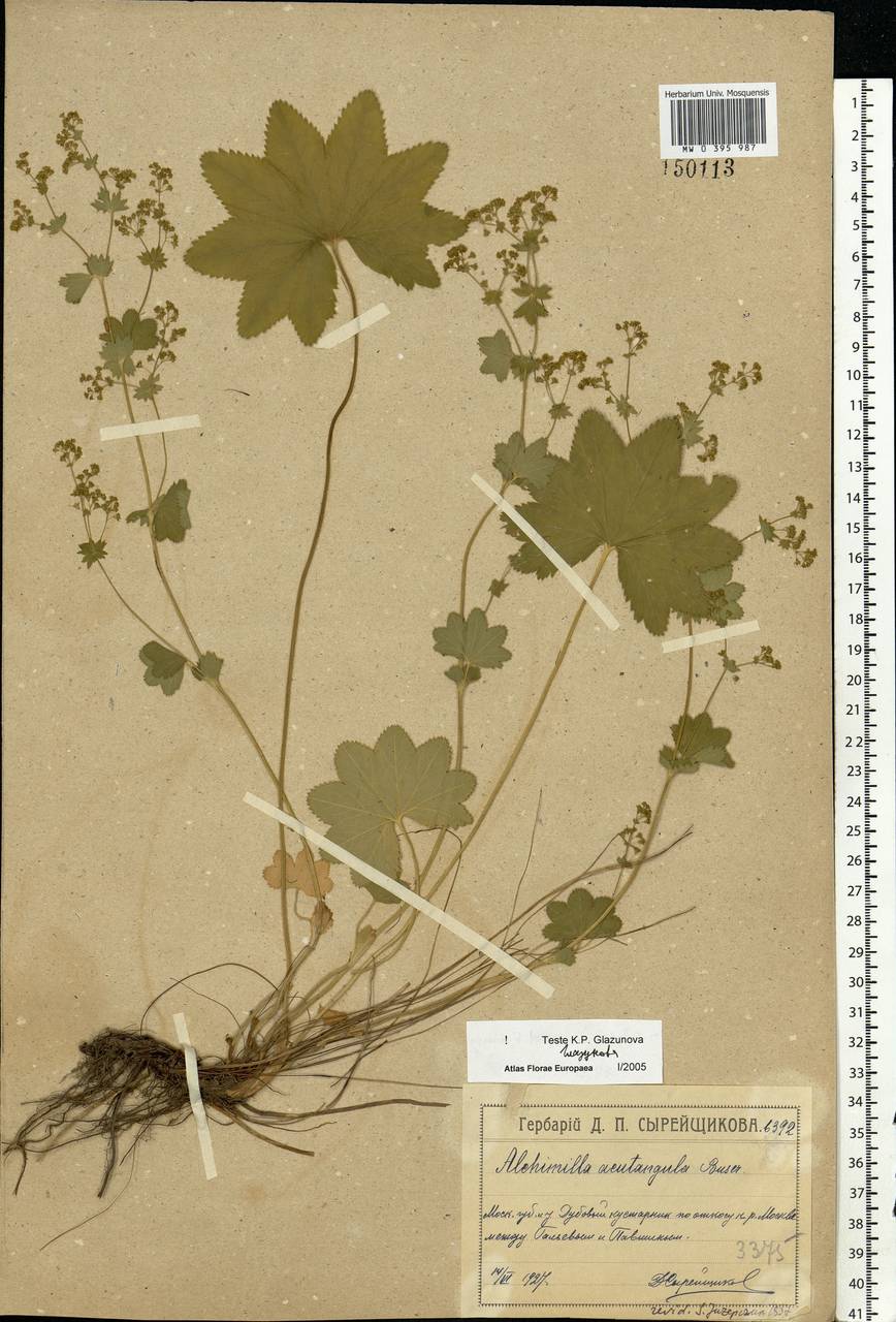 Alchemilla vulgaris L., Eastern Europe, Moscow region (E4a) (Russia)