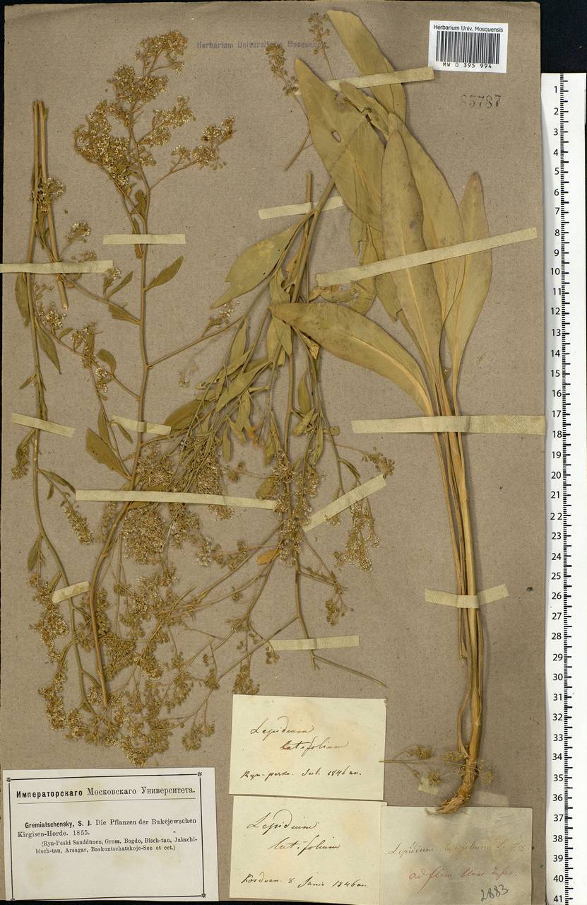 Lepidium latifolium L., Eastern Europe, Eastern region (E10) (Russia)