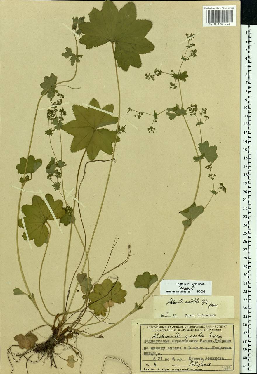 Alchemilla vulgaris L., Eastern Europe, Moscow region (E4a) (Russia)