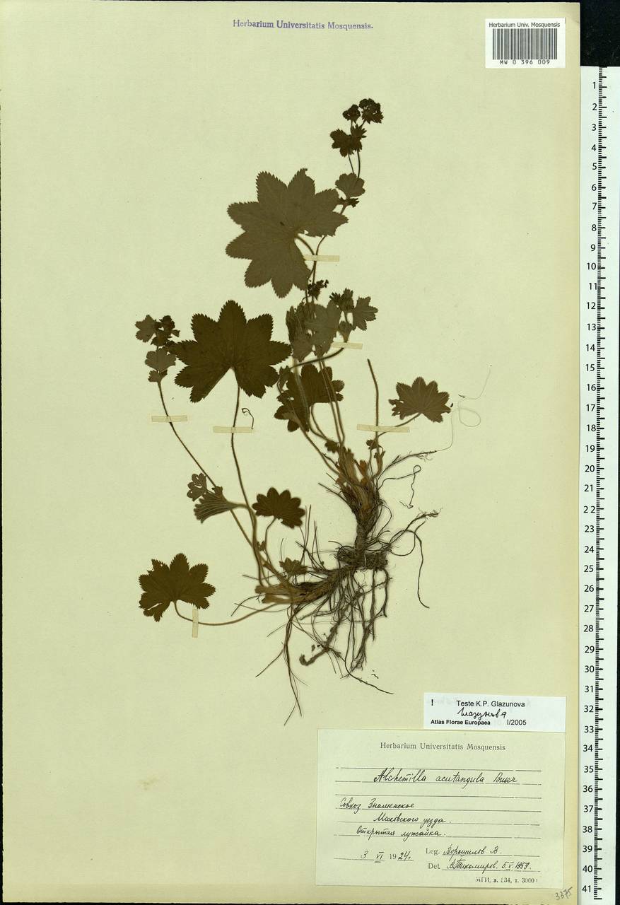 Alchemilla vulgaris L., Eastern Europe, Moscow region (E4a) (Russia)