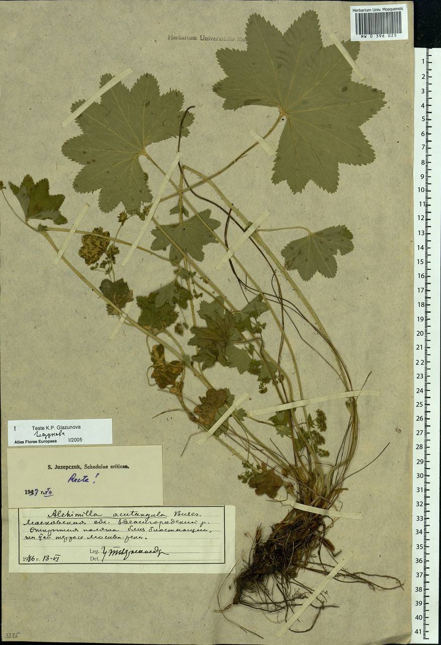 Alchemilla vulgaris L., Eastern Europe, Moscow region (E4a) (Russia)