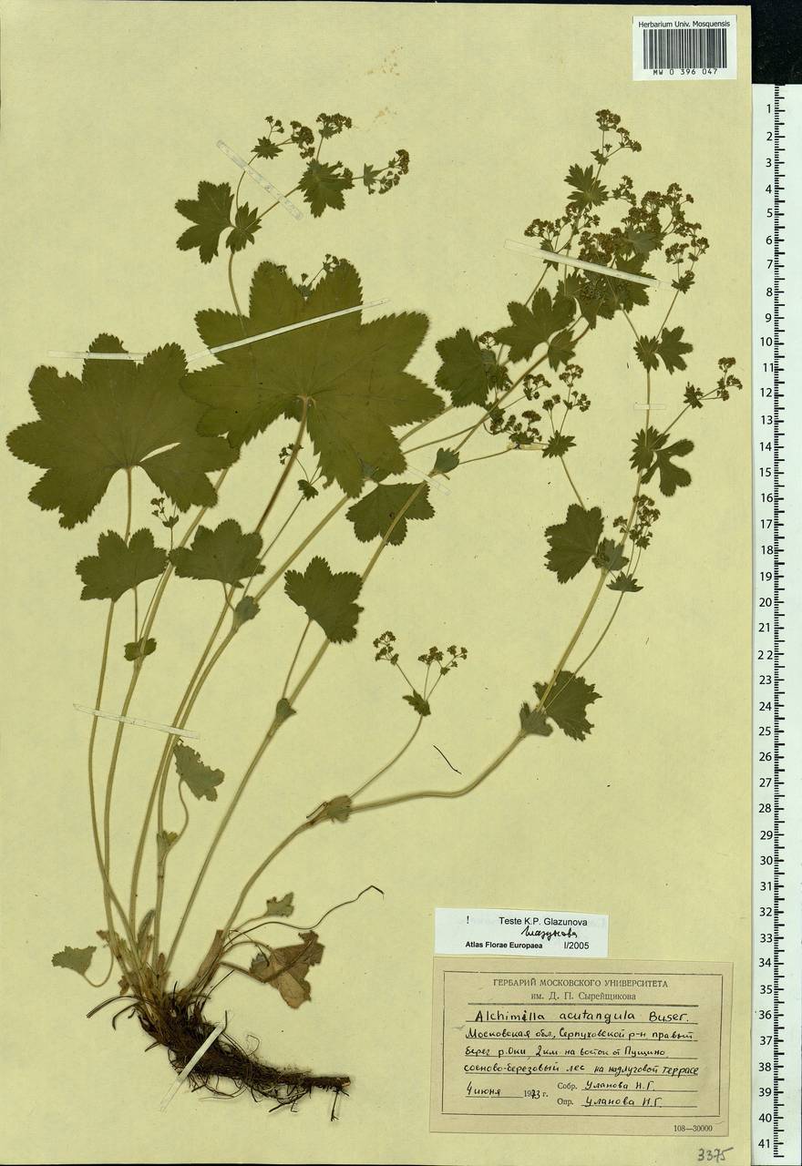 Alchemilla vulgaris L., Eastern Europe, Moscow region (E4a) (Russia)