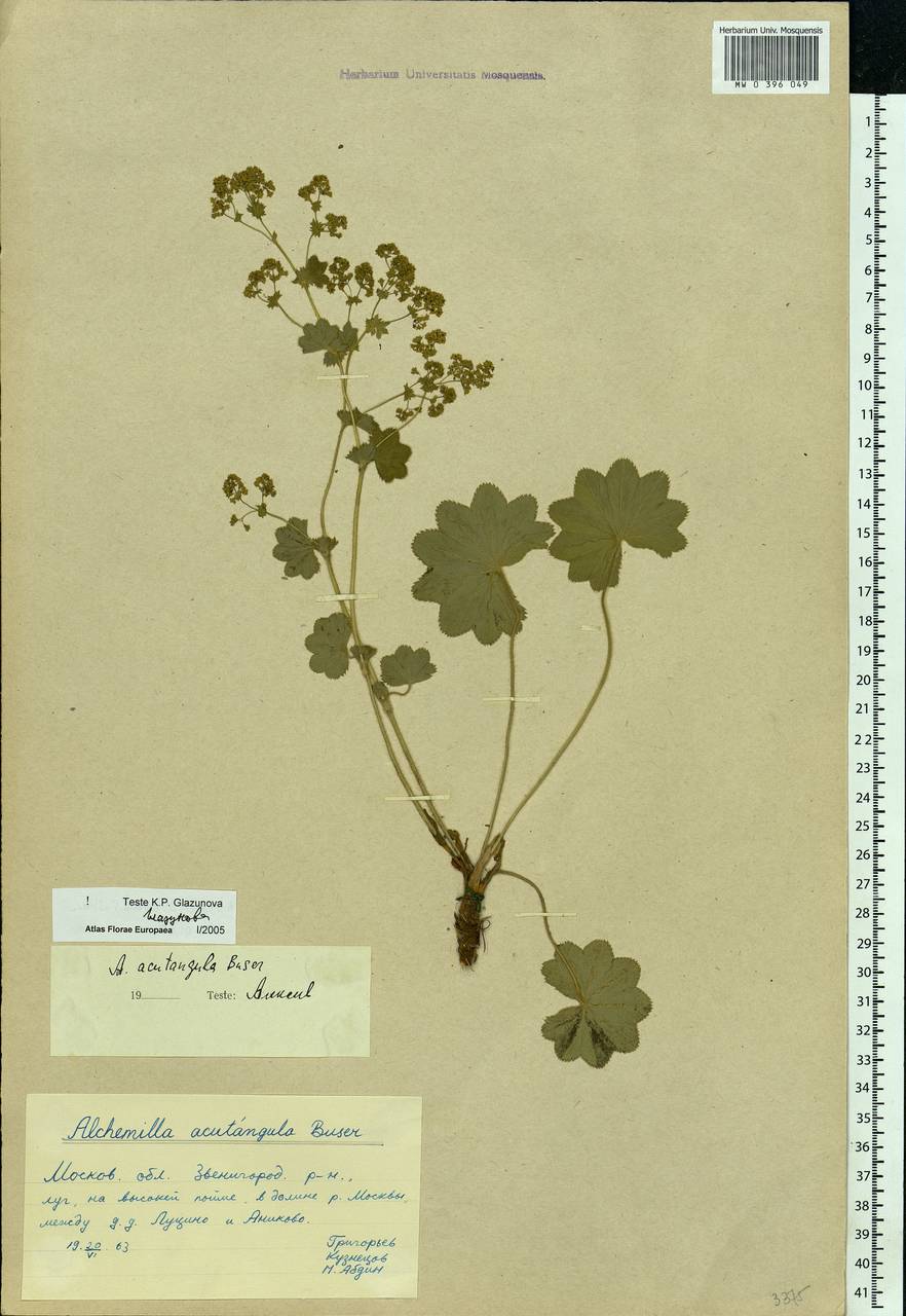 Alchemilla vulgaris L., Eastern Europe, Moscow region (E4a) (Russia)