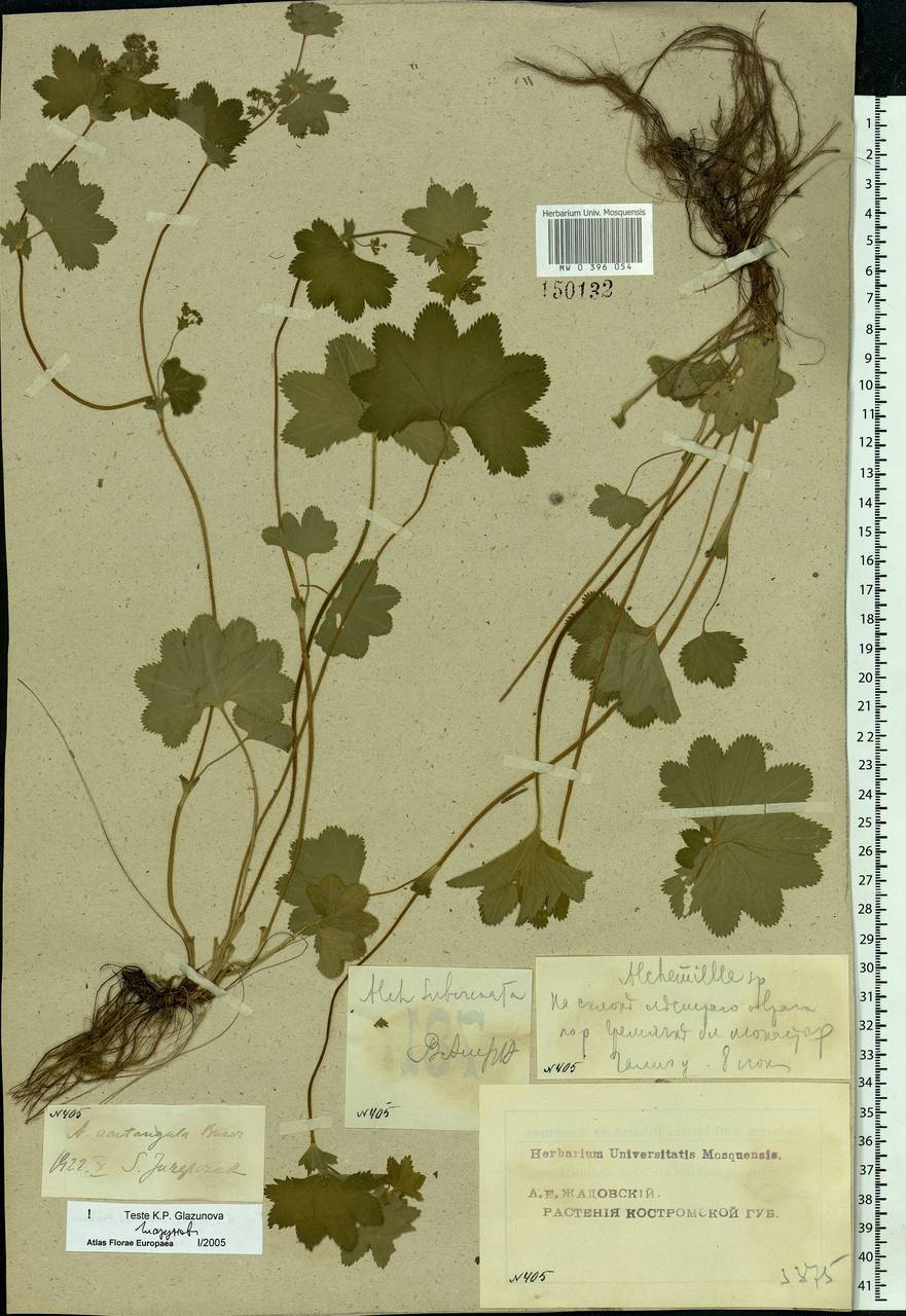 Alchemilla vulgaris L., Eastern Europe, Central forest region (E5) (Russia)