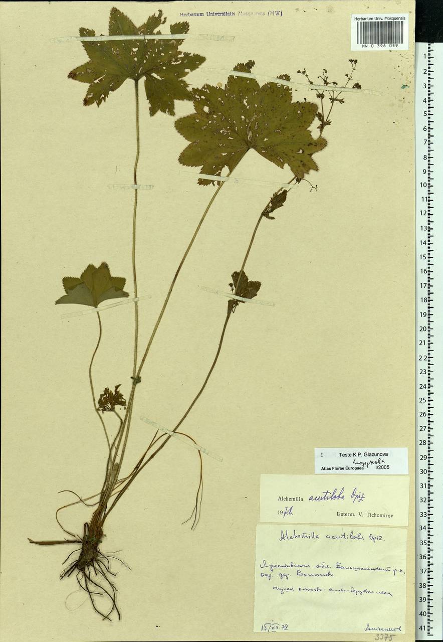 Alchemilla vulgaris L., Eastern Europe, Central forest region (E5) (Russia)