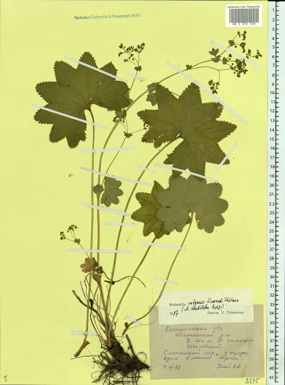 Alchemilla vulgaris L., Eastern Europe, Central forest region (E5) (Russia)