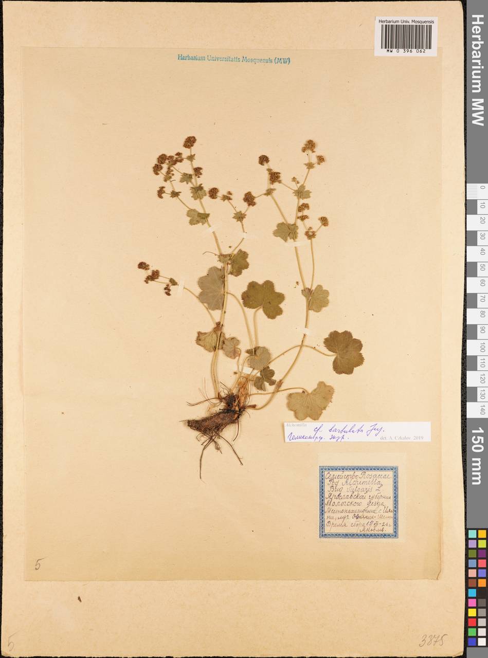 Alchemilla bungei Juz., Eastern Europe, Central forest region (E5) (Russia)