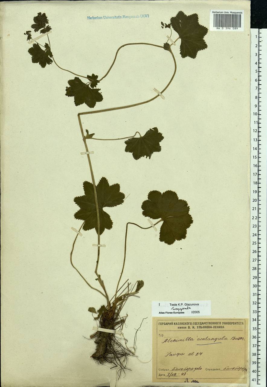 Alchemilla vulgaris L., Eastern Europe, Middle Volga region (E8) (Russia)