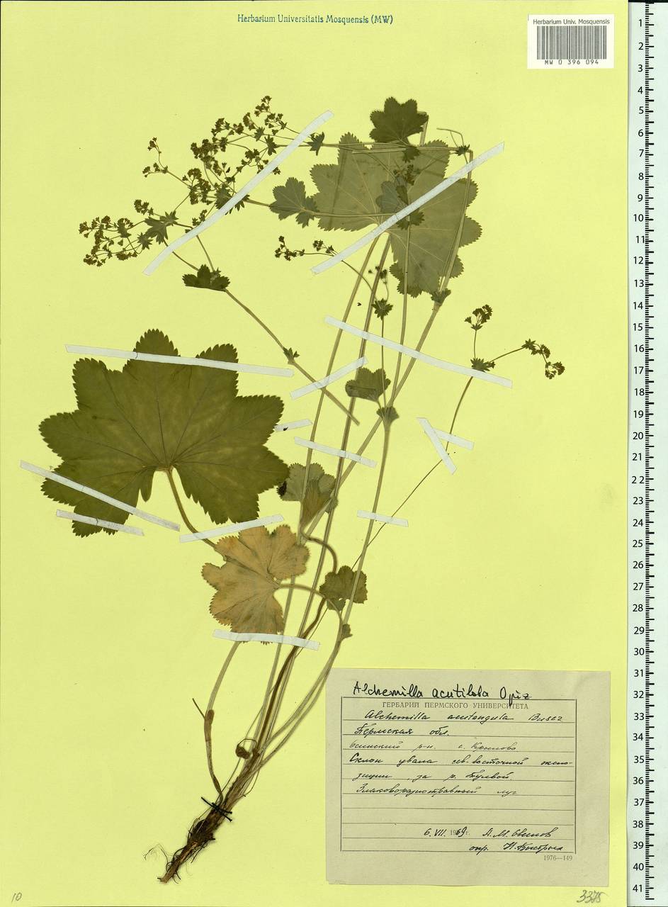 Alchemilla vulgaris L., Eastern Europe, Eastern region (E10) (Russia)