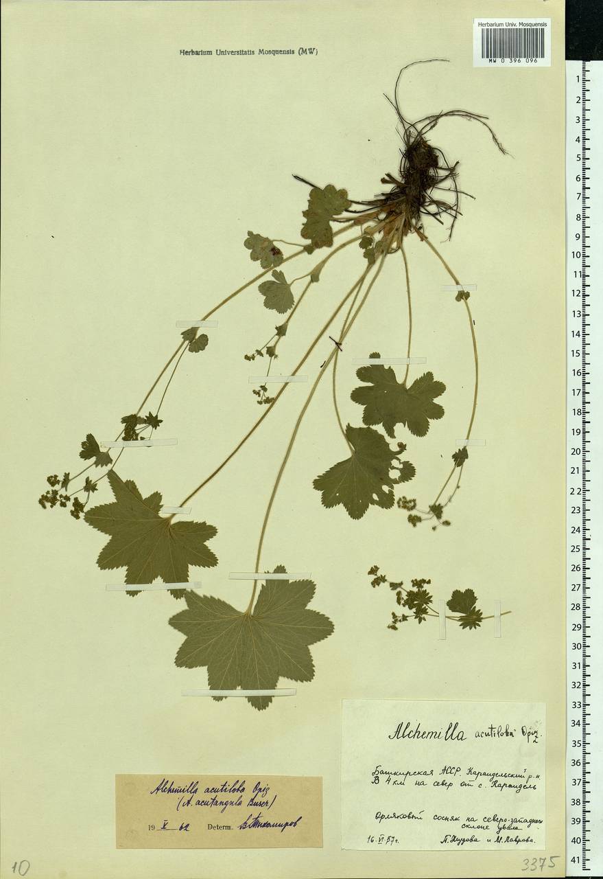 Alchemilla vulgaris L., Eastern Europe, Eastern region (E10) (Russia)