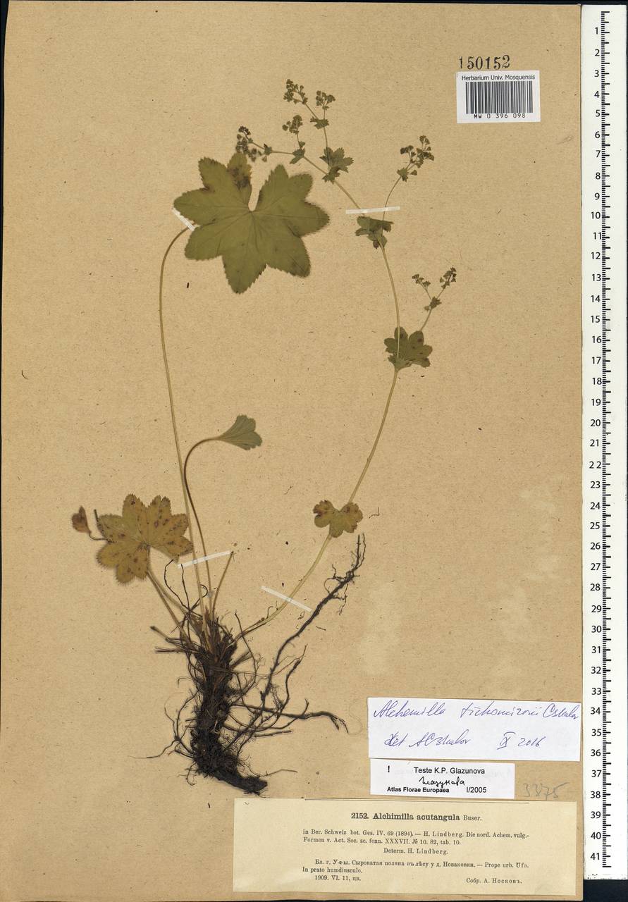 Alchemilla tichomirovii Czkalov, Eastern Europe, Eastern region (E10) (Russia)
