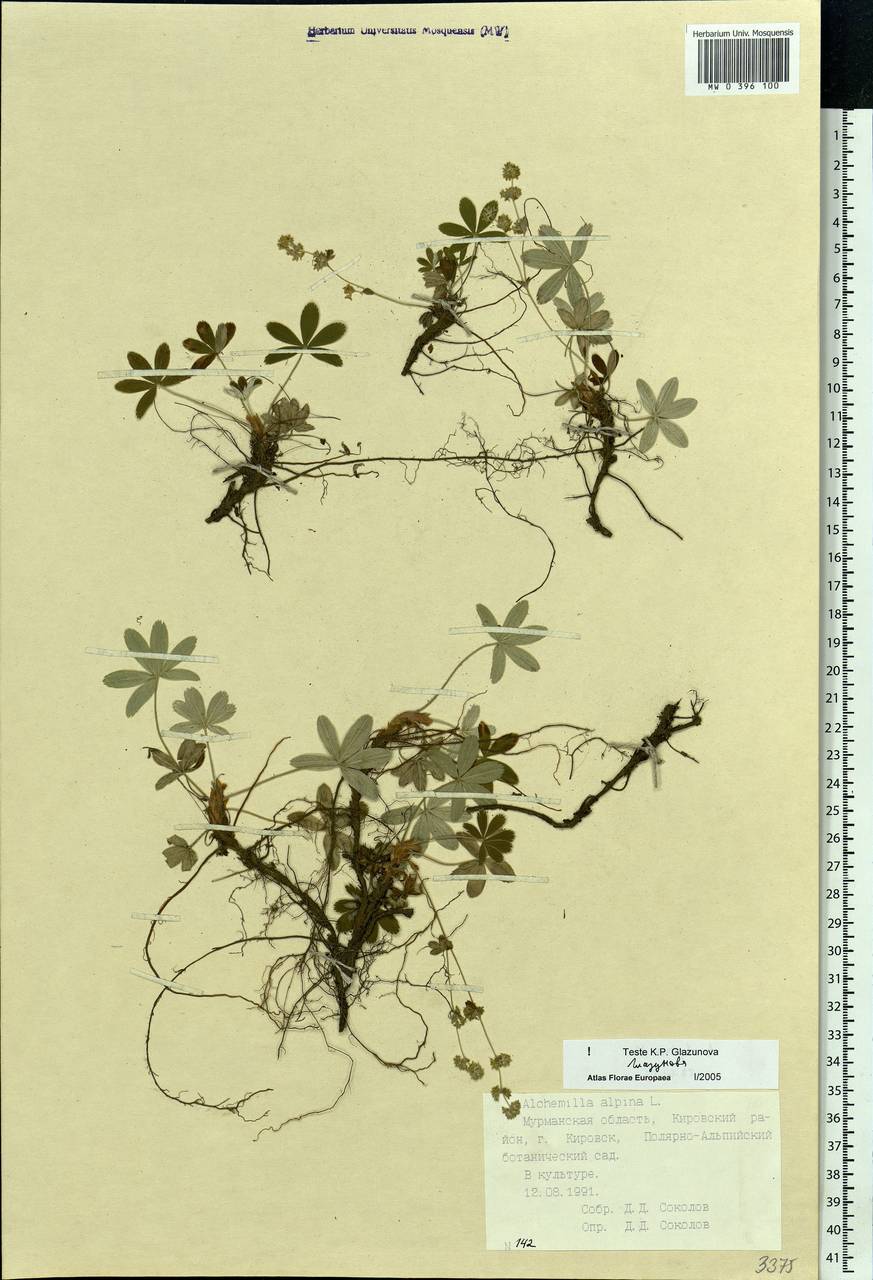 Alchemilla alpina L., Eastern Europe, Northern region (E1) (Russia)