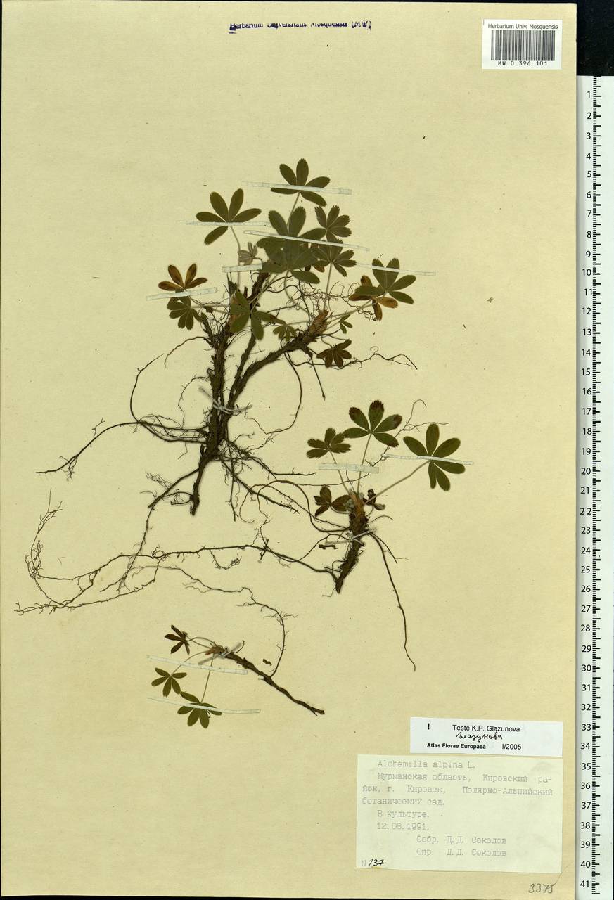 Alchemilla alpina L., Eastern Europe, Northern region (E1) (Russia)