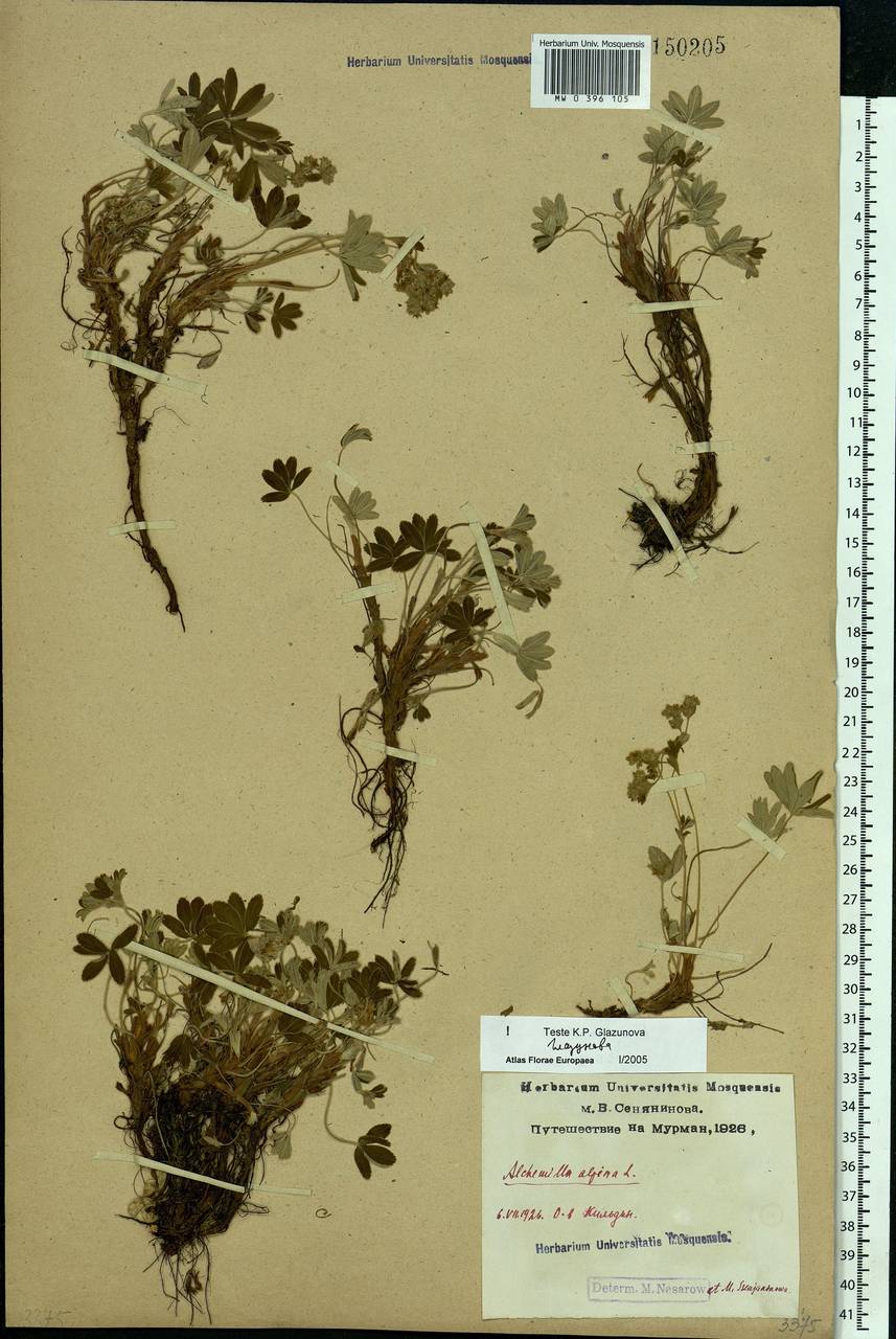 Alchemilla alpina L., Eastern Europe, Northern region (E1) (Russia)