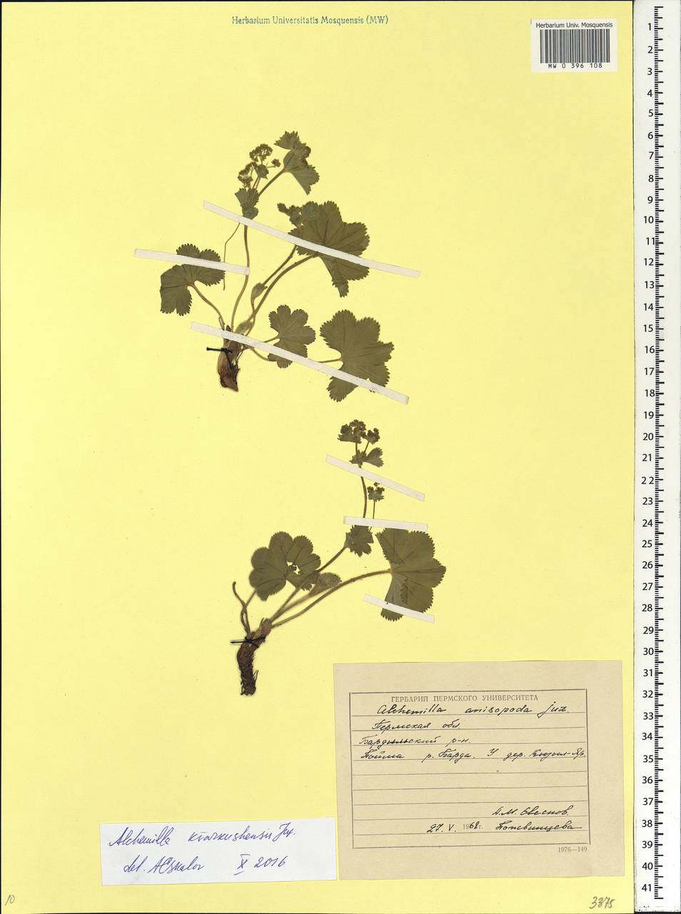Alchemilla kvarkushensis Juz., Eastern Europe, Eastern region (E10) (Russia)