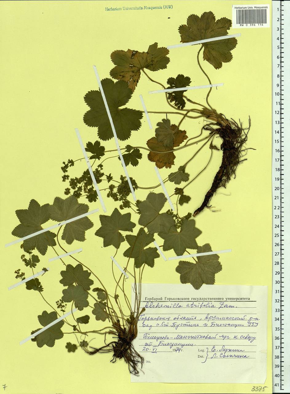 Alchemilla lindbergiana Juz., Eastern Europe, Volga-Kama region (E7) (Russia)