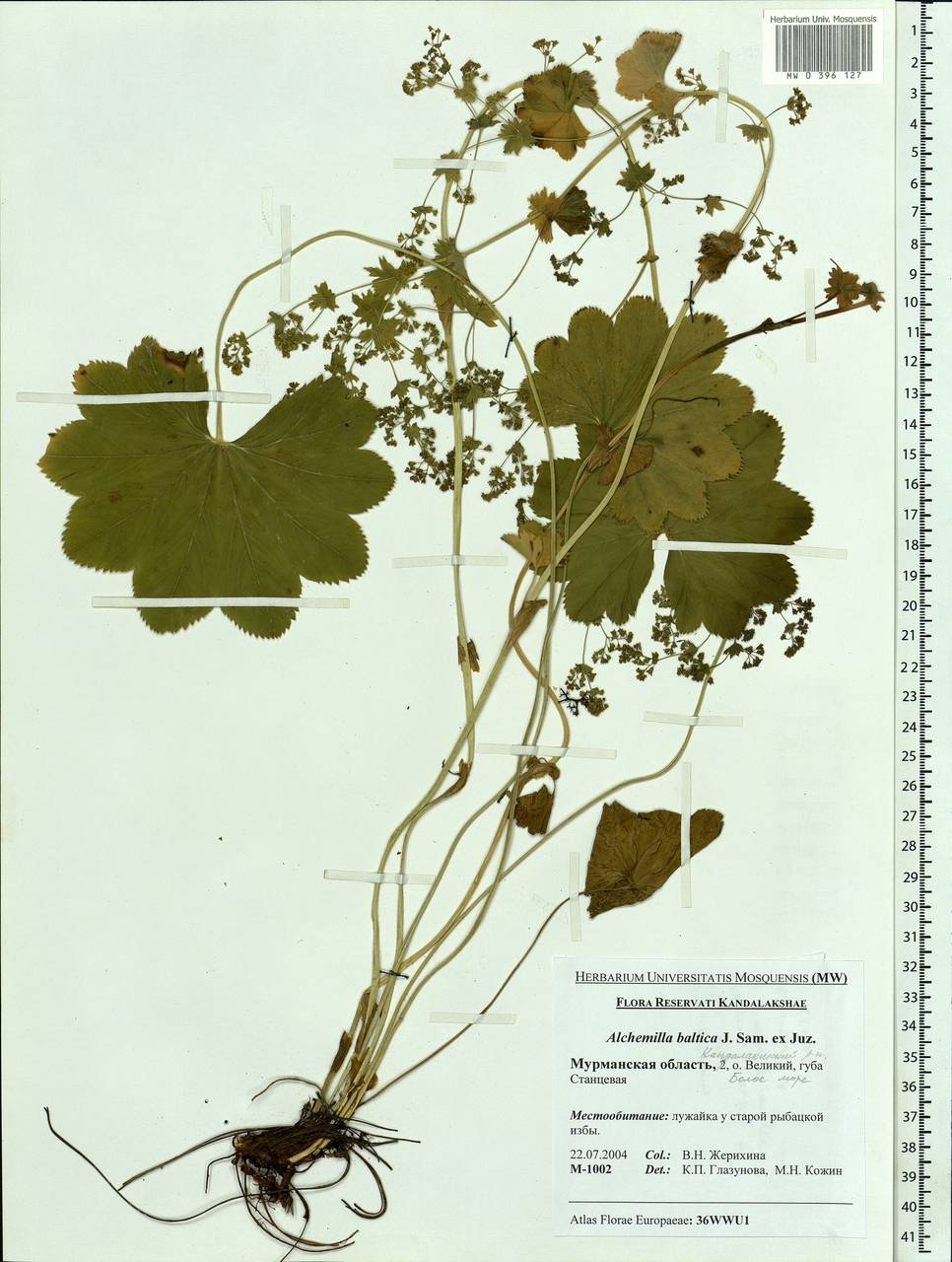 Alchemilla baltica Sam. ex Juz., Eastern Europe, Northern region (E1) (Russia)