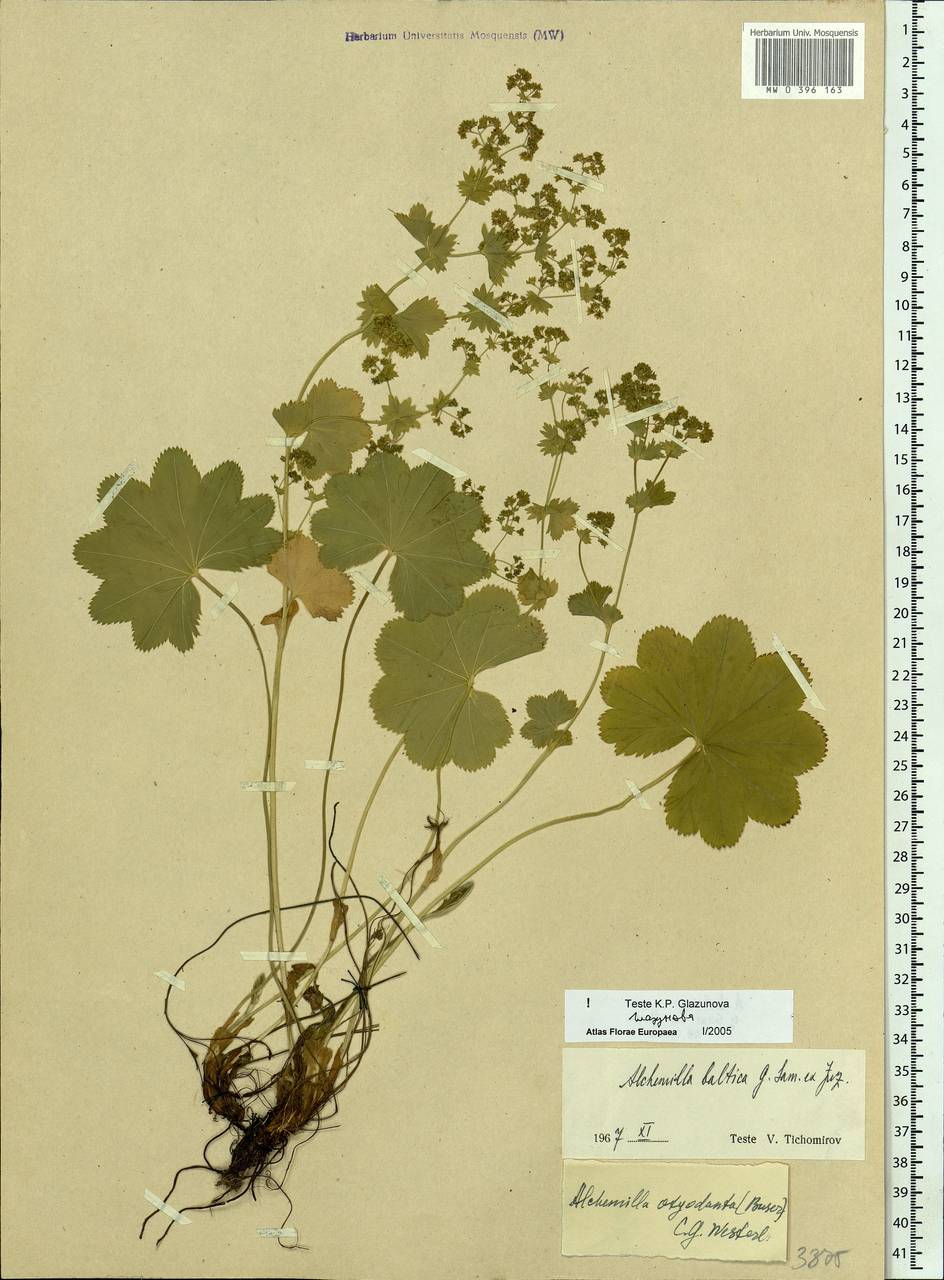 Alchemilla baltica Sam. ex Juz., Eastern Europe, Northern region (E1) (Russia)