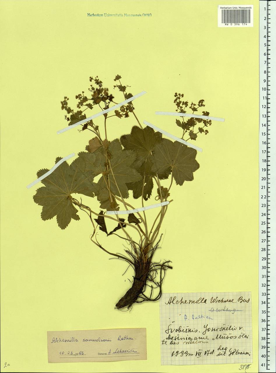 Alchemilla baltica Sam. ex Juz., Eastern Europe, Lithuania (E2a) (Lithuania)