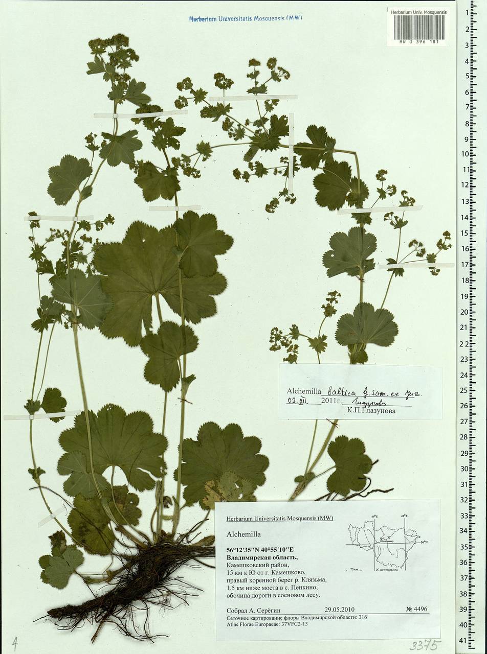 Alchemilla baltica Sam. ex Juz., Eastern Europe, Central region (E4) (Russia)
