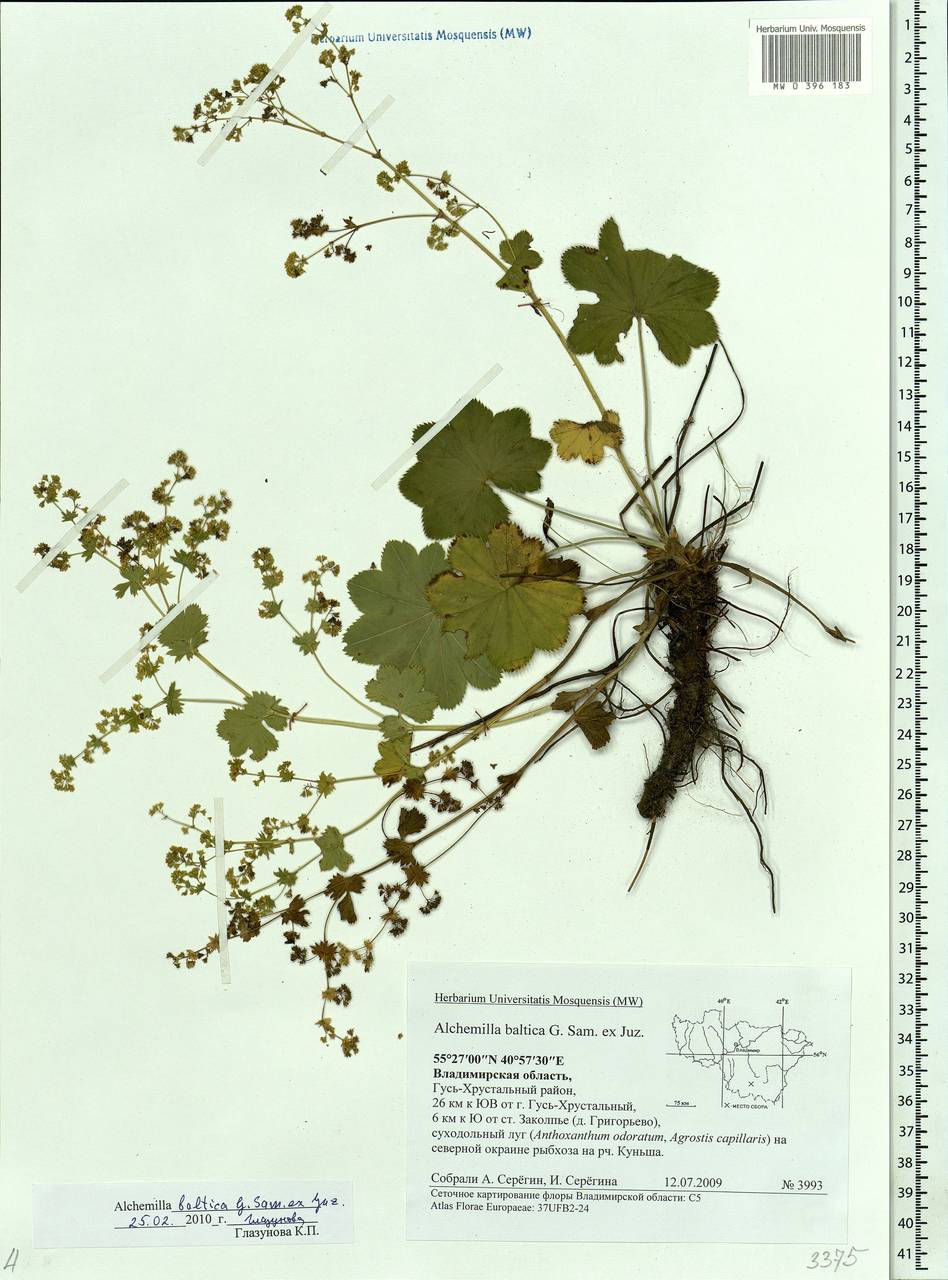 Alchemilla baltica Sam. ex Juz., Eastern Europe, Central region (E4) (Russia)