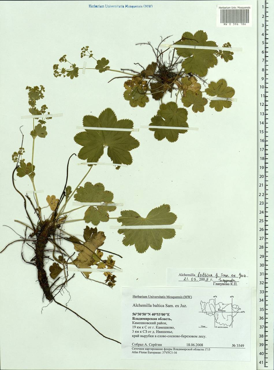 Alchemilla baltica Sam. ex Juz., Eastern Europe, Central region (E4) (Russia)