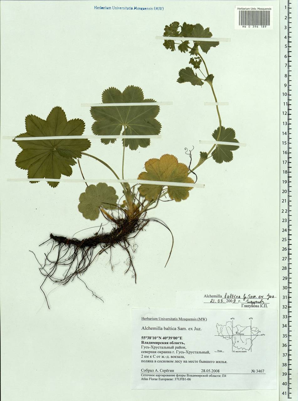 Alchemilla baltica Sam. ex Juz., Eastern Europe, Central region (E4) (Russia)