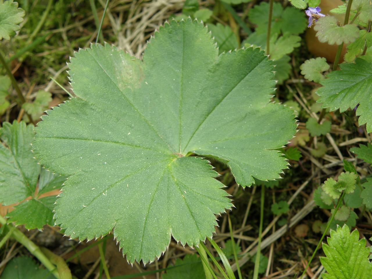 Alchemilla baltica Sam. ex Juz., Eastern Europe, Central region (E4) (Russia)