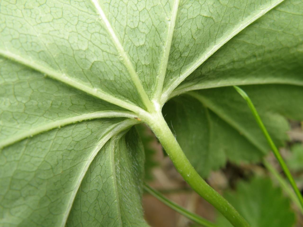 Alchemilla baltica Sam. ex Juz., Eastern Europe, Central region (E4) (Russia)