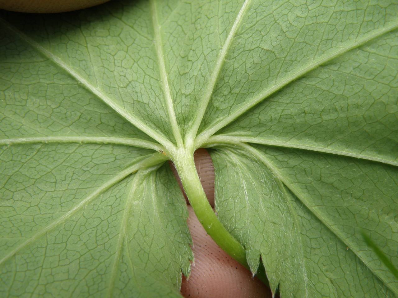 Alchemilla baltica Sam. ex Juz., Eastern Europe, Central region (E4) (Russia)