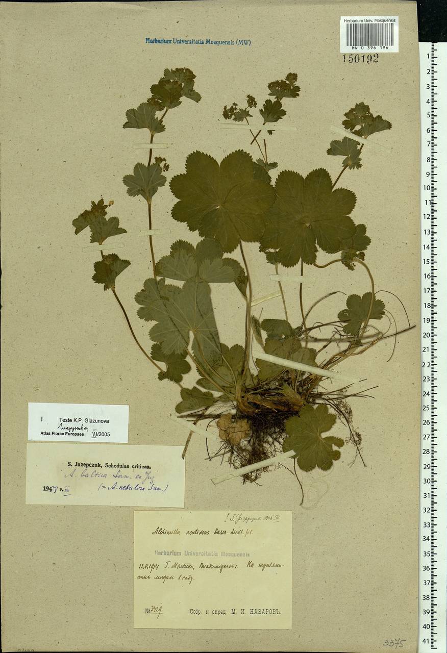 Alchemilla baltica Sam. ex Juz., Eastern Europe, Central region (E4) (Russia)