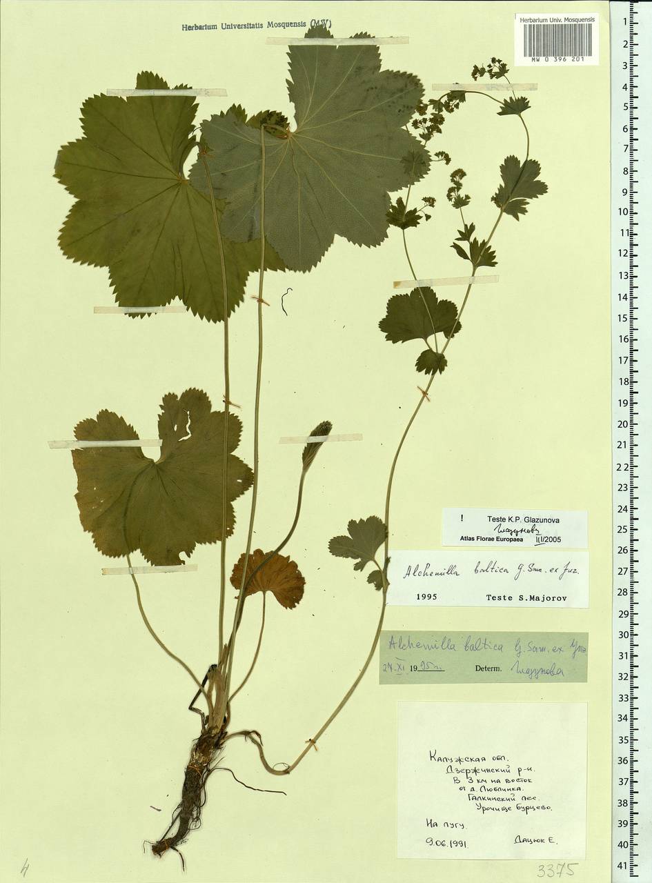 Alchemilla baltica Sam. ex Juz., Eastern Europe, Central region (E4) (Russia)
