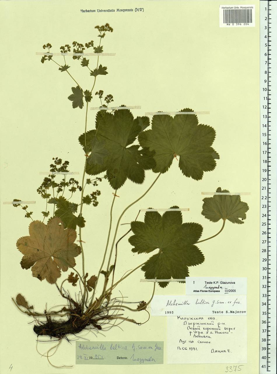 Alchemilla baltica Sam. ex Juz., Eastern Europe, Central region (E4) (Russia)