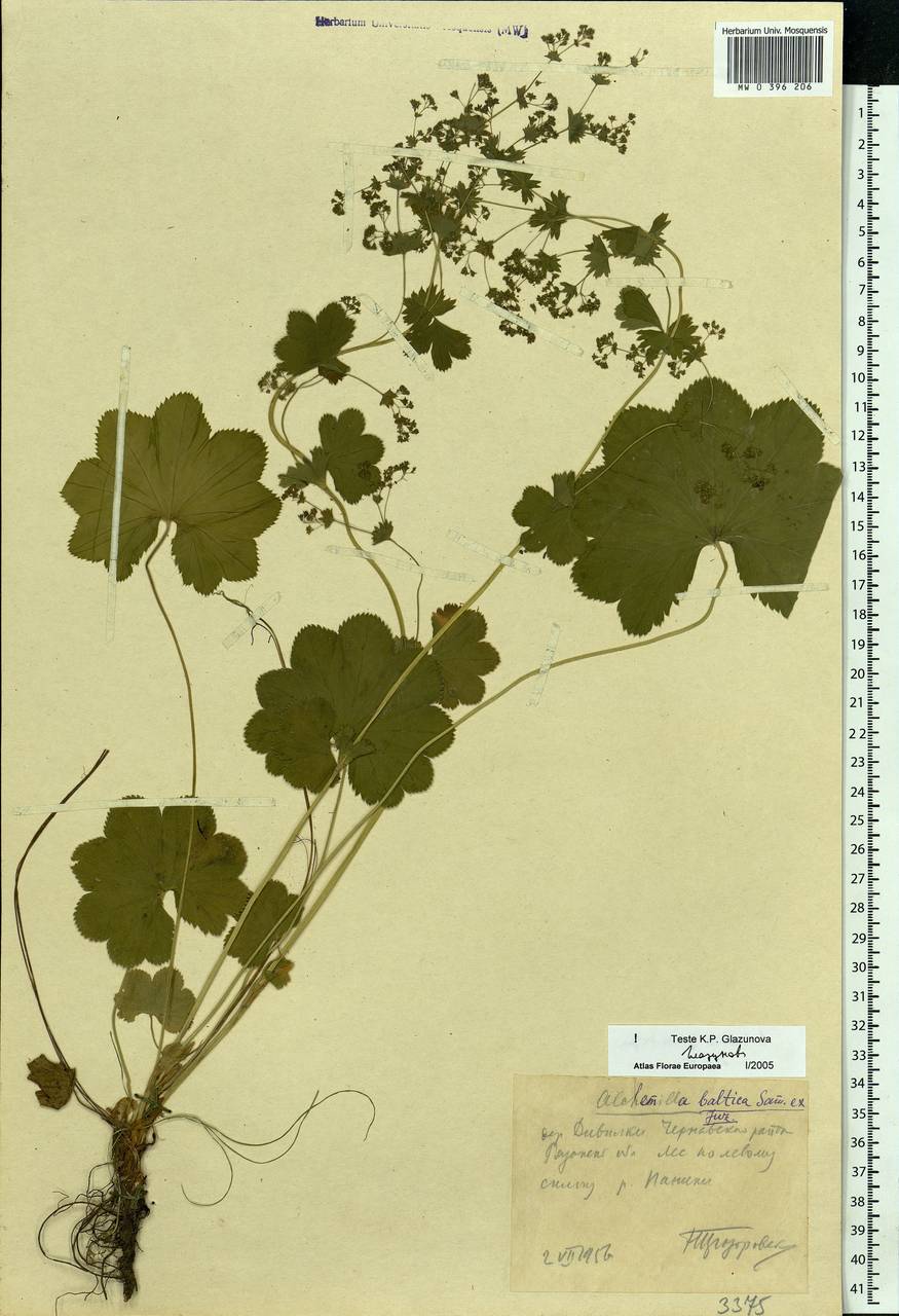 Alchemilla baltica Sam. ex Juz., Eastern Europe, Central region (E4) (Russia)